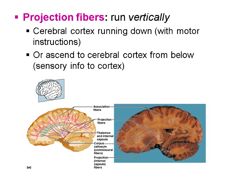 Projection fibers: run vertically Cerebral cortex running down (with motor instructions) Or ascend to